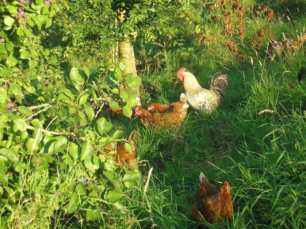 Northlees Farm Bed & Breakfast Perth Ngoại thất bức ảnh