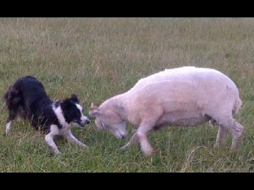 Northlees Farm Bed & Breakfast Perth Ngoại thất bức ảnh